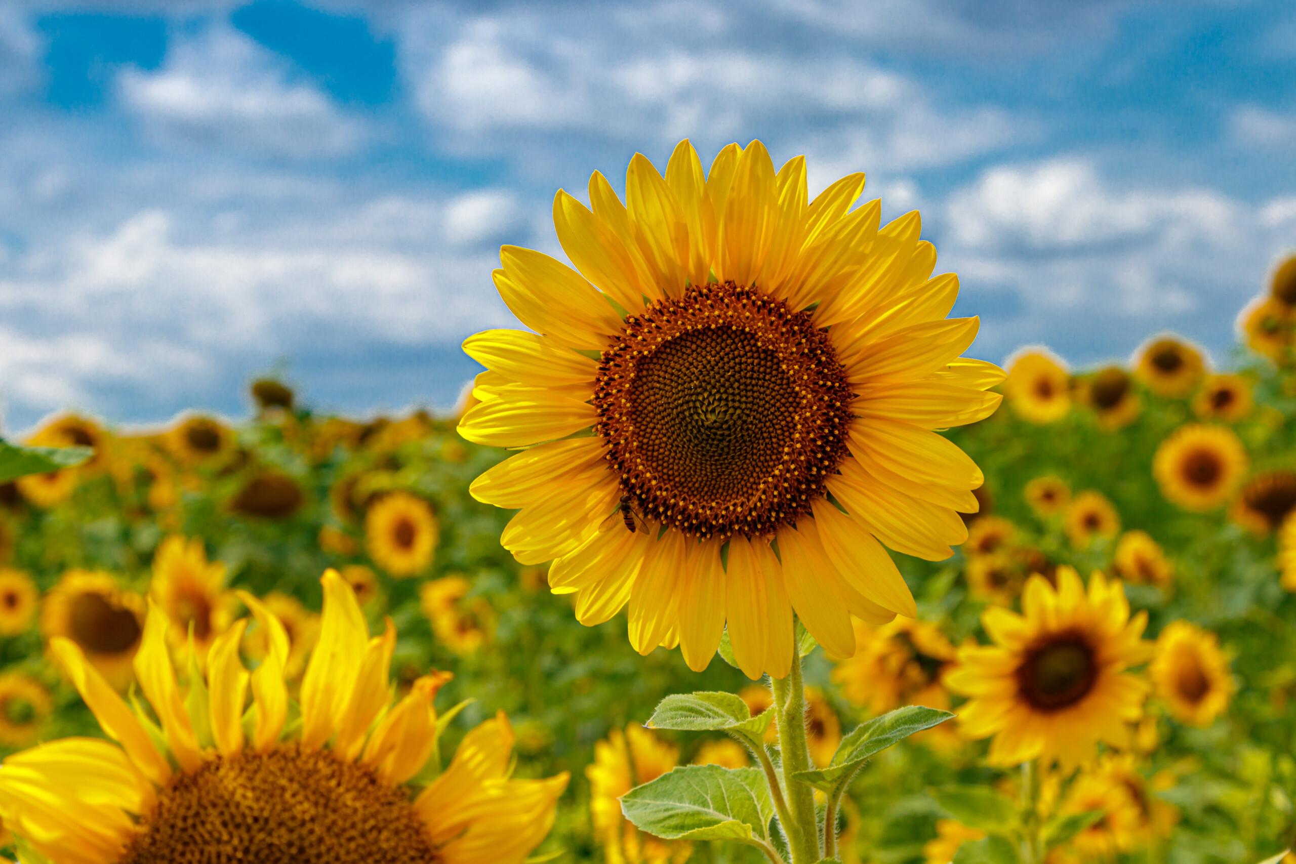 A wide field of blooming sunflowers under a partly cloudy blue sky.